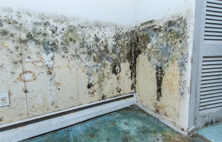 Mould growth on wall after water damage in a Brisbane home